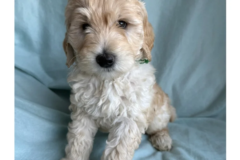 Labradoodle