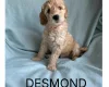 Labradoodle