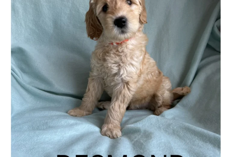 Labradoodle