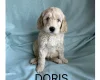 Labradoodle