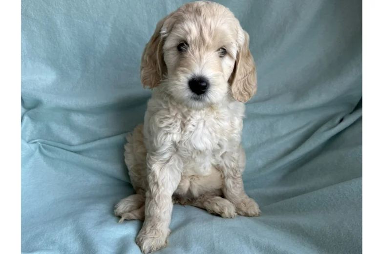 Labradoodle