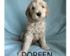 Labradoodle