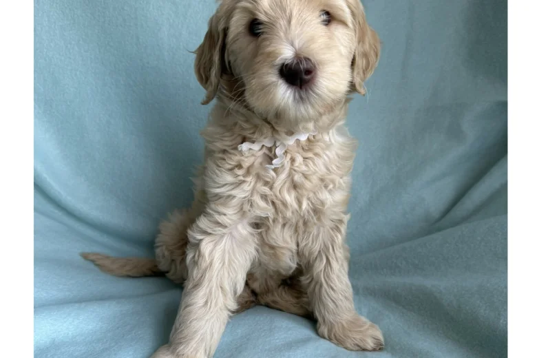 Labradoodle