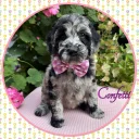 Labradoodle
