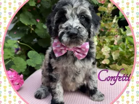 Labradoodle