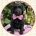Labradoodle