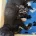 Labradoodle