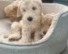 Labradoodle
