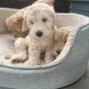 Labradoodle