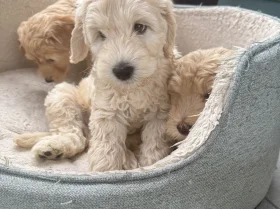 Labradoodle