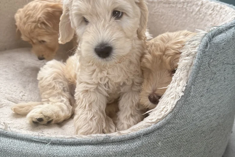 Labradoodle