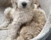 Labradoodle