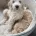 Labradoodle