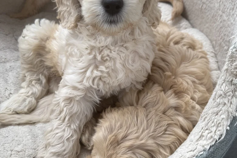 Labradoodle
