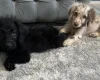Labradoodle
