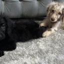 Labradoodle