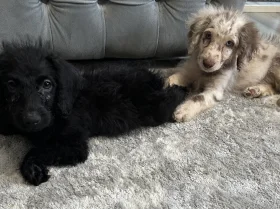 Labradoodle