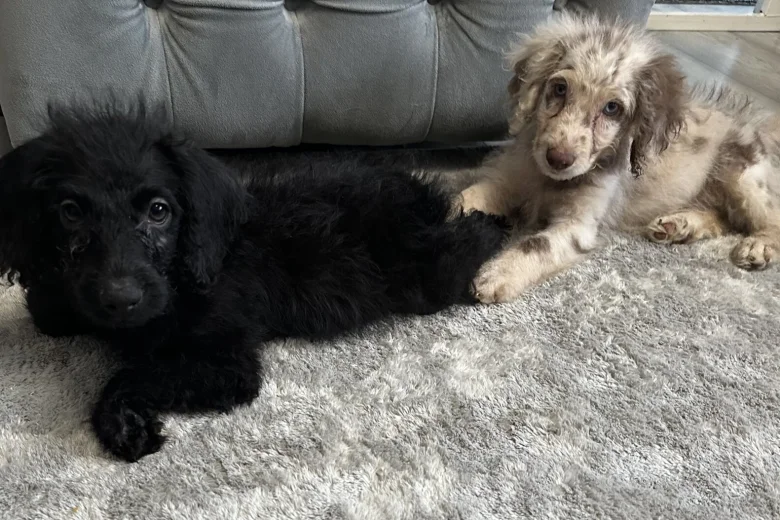 Labradoodle