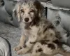 Labradoodle