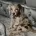 Labradoodle