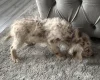Labradoodle