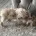 Labradoodle