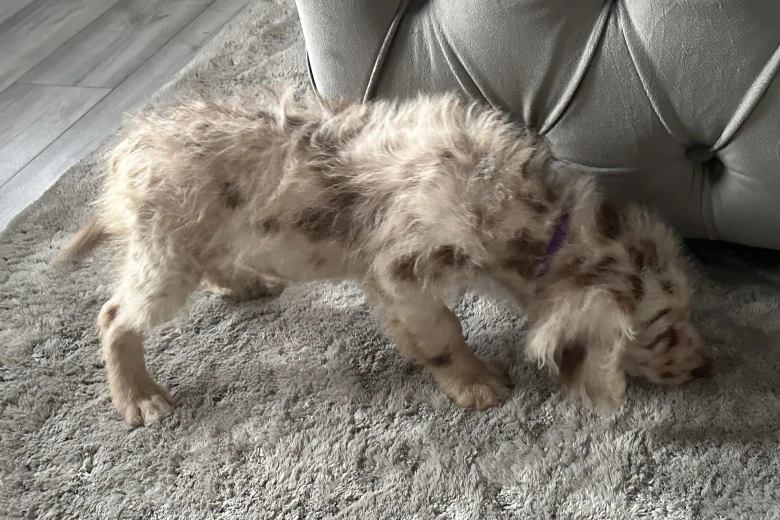 Labradoodle