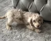 Labradoodle