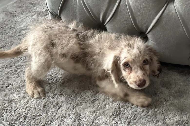Labradoodle