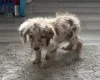 Labradoodle