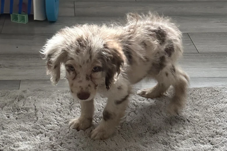 Labradoodle