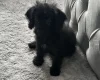 Labradoodle