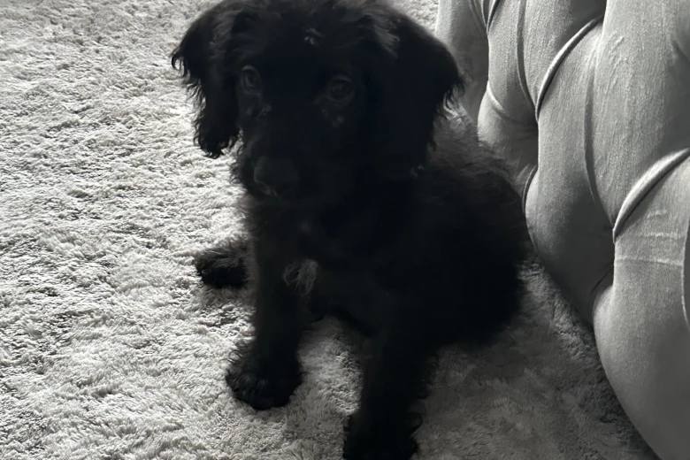 Labradoodle