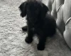 Labradoodle