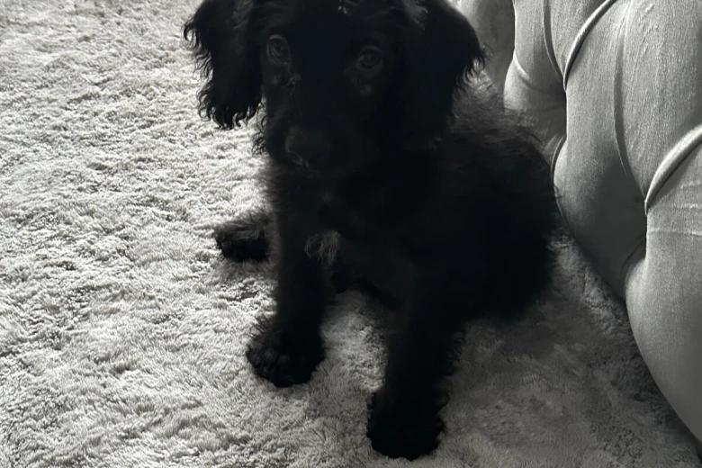 Labradoodle