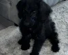 Labradoodle