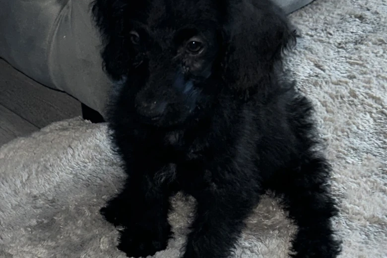 Labradoodle