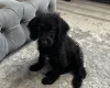 Labradoodle