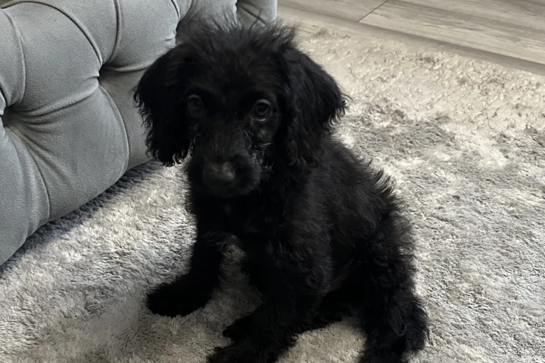 Labradoodle