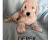 Labradoodle