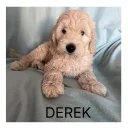 Labradoodle