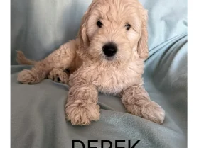Labradoodle