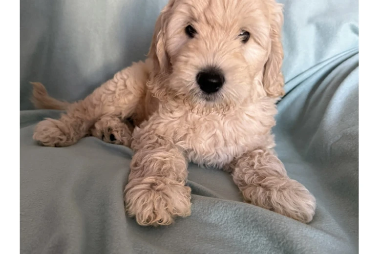 Labradoodle