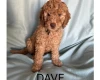 Labradoodle