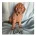 Labradoodle