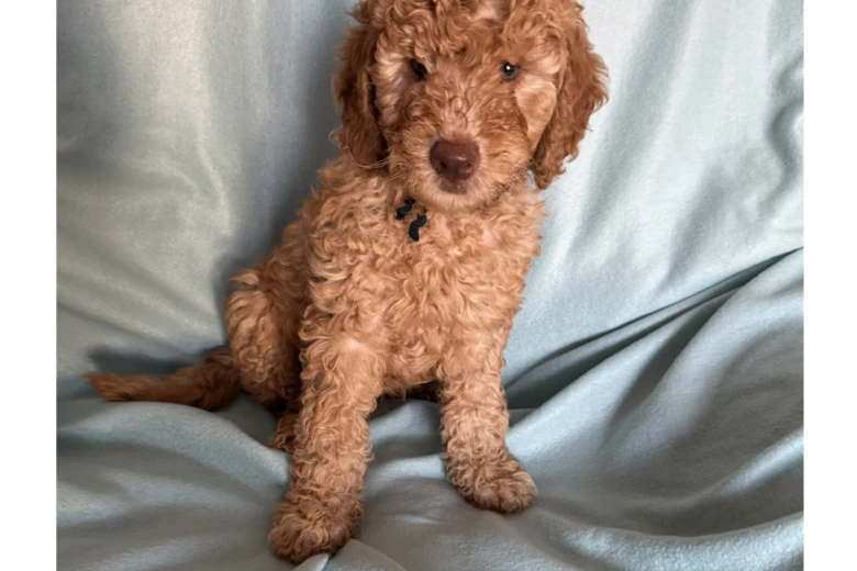 Labradoodle
