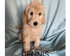 Labradoodle