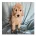 Labradoodle