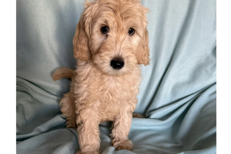 Labradoodle