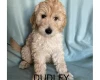 Labradoodle